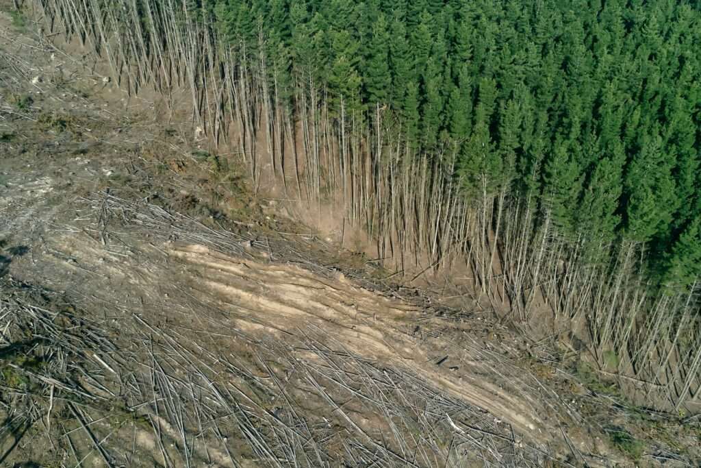 Deforestation leakage occurs when measures to protect forests lead to a shift of deforestation to another region. What measures can help reduce this leakage?